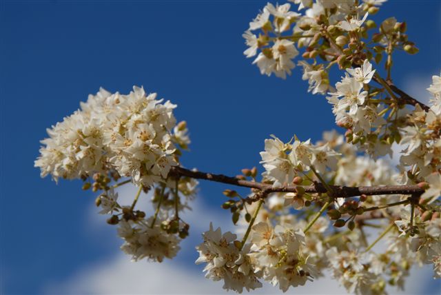 Dombeya rotundifolia